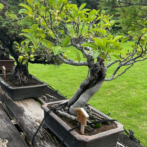 bonsai tree